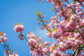 pink flowers are blooming on trees