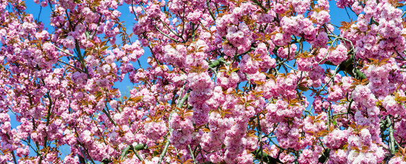 pink flowers are blooming on trees