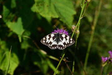 Schachbrett, Melanargia galathea, auf Ackerwitwenblume im Sommer