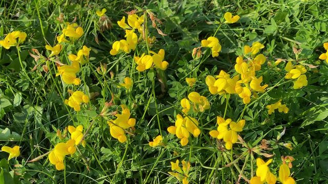 Narrowleaf Trefoil or Lotus Tenuis 