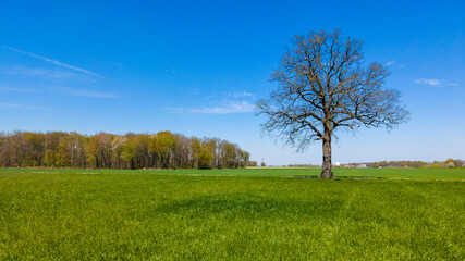 Fototapeta na wymiar Field, Tree And Blue Sky