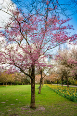 Beautiful Garden with blooming trees during spring time
