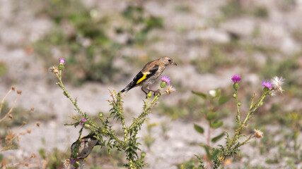 bird, natur, wild lebende tiere, gelb, tier, wild, schnabel, ast, feather