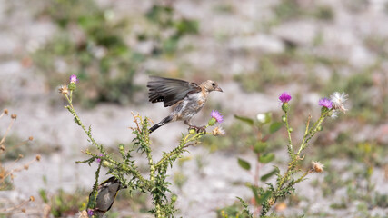 bird, natur, wild lebende tiere, gelb, tier, wild, schnabel, ast, feather