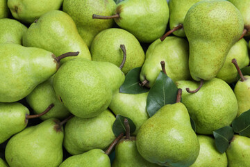 Many fresh ripe pears as background, closeup