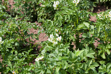 potato blooming during growth