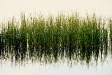 grass and water reflections of a lake