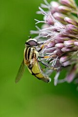 Große Sumpfschwebfliege // Hoverfly  (Helophilus trivittatus)