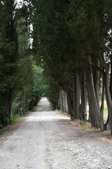 Fototapeta na wymiar white road with cypresses in the Tuscan countryside, Italy