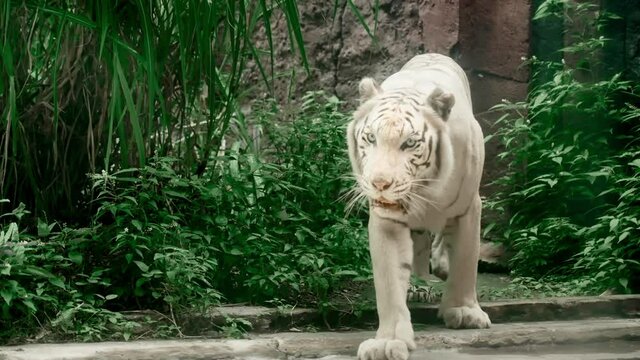 A beautiful healthy Ballines white tiger with black stripes, listed in the Red Book, comes out from behind green bushes with its mouth bared. A rare animal of an endangered species. Indonesia. 