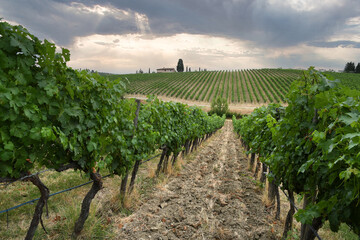 Fototapeta na wymiar beautiful vineyard in the Tuscan countryside in the Chianti Classico area with cloudy sky. Italy