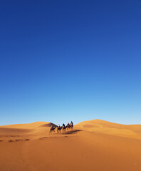 A group of tourist riding camel in a tour of Sahara desert during winter time