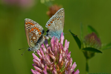 Polyommatus icarus - Hauhechel-Bläuling bei der Paarung	