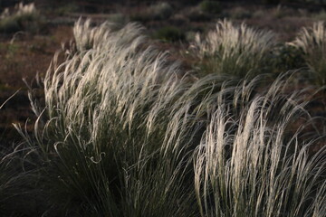 Reeds in the wind the silvery sheen of tall grass at sunset in the moonlight background image