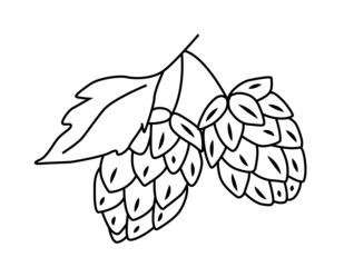 Hop cones with a leaf. For packaging, template, beer. Vector outline hand drawn illustration in doodle style