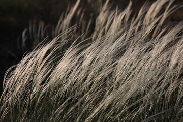 Close-up of grass in the wind evening shot silver gray color abstract background on black