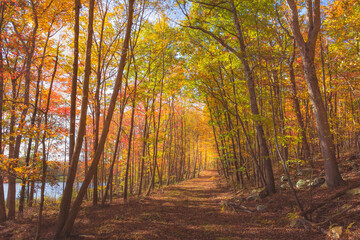 autumn forest in the morning - Walking path - hiking - Fall colored Leaves - Autumn Leaves -...