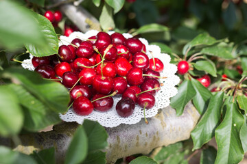 still life of cherries in a basket in the garden