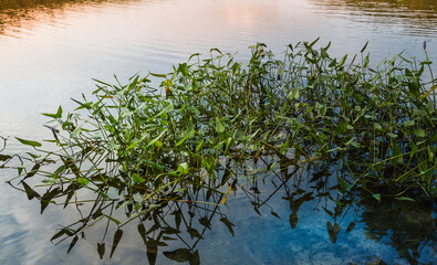 Pontederia aquatic plants, also known as pickerel weeds in the tranquil pond at sunrise