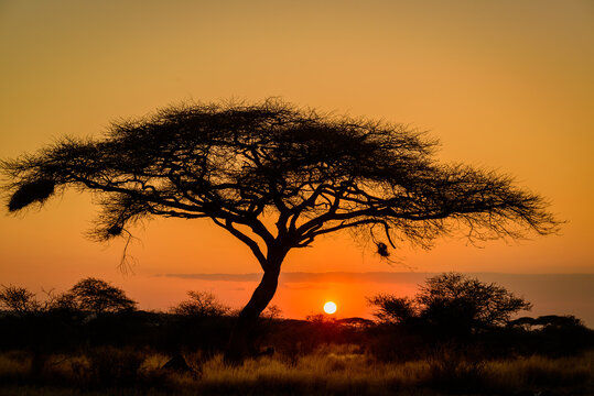 Acacia (Faidherbia) tree in silhouette at sunset. Kenya.