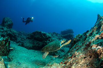 Fototapeta premium Turtle at Kas, Turkey