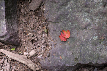 Fototapeta premium Red orange leaf on a rock on the ground 