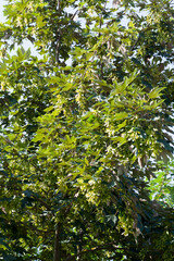 maple tree growing in nature
