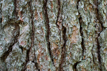 Texture of old tree bark with cracks
