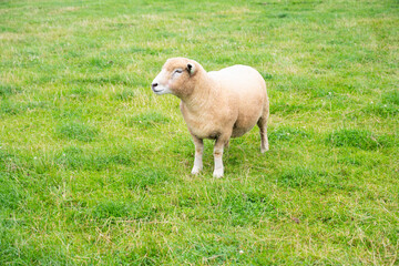 Obraz premium Adorable cute little sheep lbaby amb in the green grass, at the animal farm in U.K