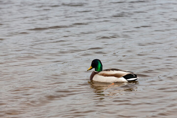 small wild ducks in spring or summer in nature