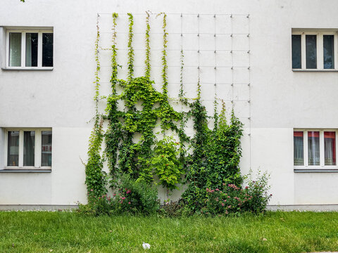 Fassadenbegrünung mit Kletterpflanzen in Wien Favoriten - am 5. Juli 2021 in Wien, Österreich