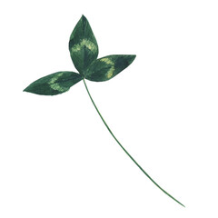 One clover leaf isolated on white background. Close up green part of plant. Watercolor hand drawing illustration.
