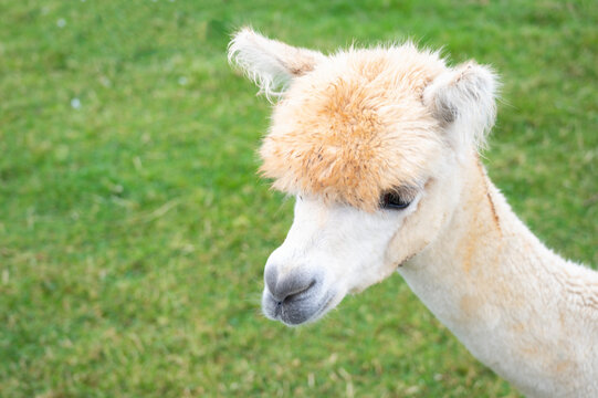 Cute white alpaca close up at the animal farm in England.