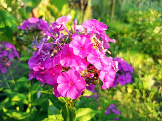 summer flowers in the flowerbed -close-up