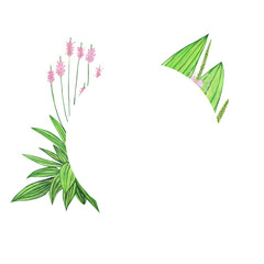 Frame of Plantain isolated on white background. Watercolor hand drawing illustration. Medical or herbal plant. © Kaya Gach