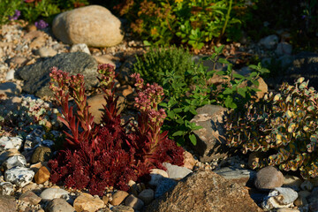 Hauswurz im Steingarten	