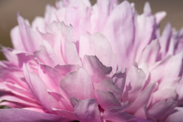 pink peonies blooming in the summer