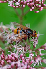 hornet mimic hoverfly // Hornissenschwebfliege (Volucella zonaria)