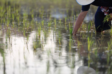 Farmer rice planting on water