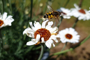 Rhodanthemum 'Casablanca' a spring summer flowering plant with a white summertime flower commonly known as Moroccan daisy with a hoverfly bee insect, stock photo image