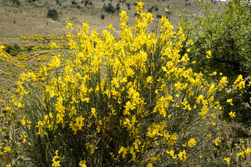 Spring mountain slopes covered with yellow flowering cytisus, Albania