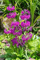 Primula Candelabra a spring summer flowering plant with a purple summertime flower commonly known as candlestick primrose, stock photo image