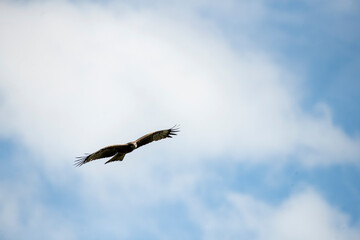 eagle in flight