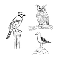 A set of hand-drawn birds: an owl, a seagull, a robin.
