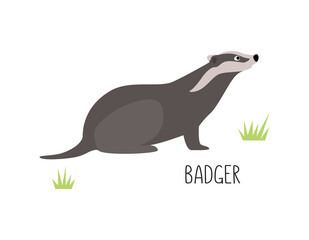 Vector flat illustration of wild forest animal, badger. Illustration isolated on white background.