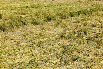 an agricultural field with wheat in summer