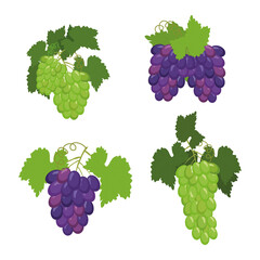 set of green and blue grapes, illustration isolated on a white background