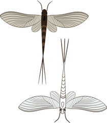 Realistic Illustration of Mayfly or shadfly or fishfly Insect. Isolated on White Background. Insects Bugs Worms Pest and Flies. - obrazy, fototapety, plakaty