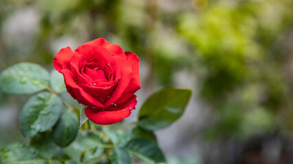 Red Roses on a bush in a garden. Thailand