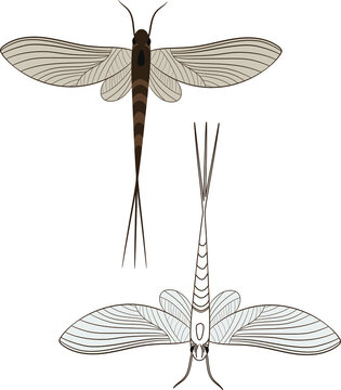 Realistic Illustration of Mayfly or shadfly or fishfly Insect. Isolated on White Background. Insects Bugs Worms Pest and Flies.